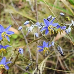 Dianella revoluta var. revoluta at Tennent, ACT - 6 Dec 2024