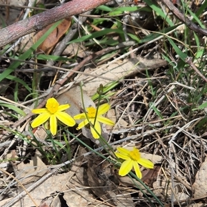 Tricoryne elatior at Fadden, ACT - 6 Dec 2024