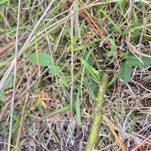 Glycine tabacina at Fadden, ACT - 5 Nov 2024 11:10 AM