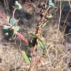 Unverified Eucalyptus Gall at Fadden, ACT - 2 Aug 2024 by Janekemble66