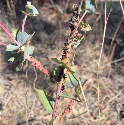 Unidentified Eucalyptus Gall at Fadden, ACT - 2 Aug 2024 by Janekemble66