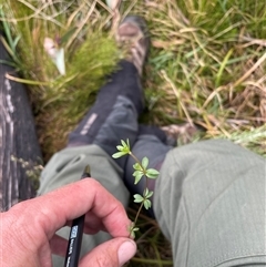 Asperula gunnii (Mountain Woodruff) at Cotter River, ACT - 26 Nov 2024 by nathkay