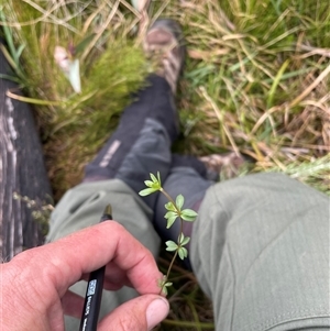 Asperula gunnii (Mountain Woodruff) at Cotter River, ACT by nathkay