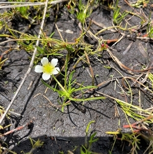 Ranunculus millanii at Cotter River, ACT - 26 Nov 2024