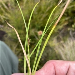 Carex (genus) (A Sedge) at Cotter River, ACT - 26 Nov 2024 by nathkay