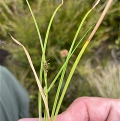 Carex sp. (A Sedge) at Cotter River, ACT - 26 Nov 2024 by nathkay