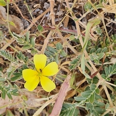 Tribulus terrestris (Caltrop, Cat-head) at Birdsville, QLD - 2 May 2024 by Mike