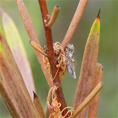 Olethreutinae (subfamily) (Unidentified leaf roller) at Cotter River, ACT - 5 Dec 2024 by DPRees125