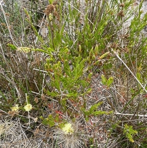 Callistemon pityoides at Rendezvous Creek, ACT - 29 Nov 2024