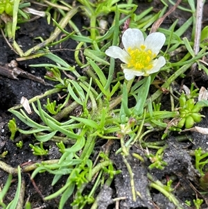 Ranunculus millanii (Dwarf Buttercup) at Rendezvous Creek, ACT by nathkay