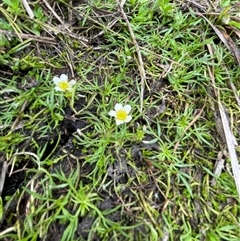 Ranunculus millanii at Rendezvous Creek, ACT - 29 Nov 2024