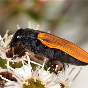 Castiarina subpura at Jerrabomberra, NSW - 6 Dec 2024 04:03 PM