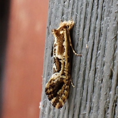 Moerarchis inconcisella (A tineid moth) at Cook, ACT - 29 Nov 2024 by CathB