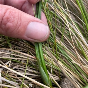 Thelymitra sp. at Rendezvous Creek, ACT - 29 Nov 2024