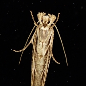 Moerarchis inconcisella (A tineid moth) at Cook, ACT by CathB