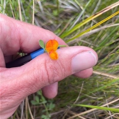 Lotus corniculatus (Birds-Foot Trefoil) at Cotter River, ACT - 28 Nov 2024 by nathkay