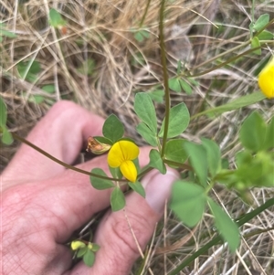 Lotus corniculatus at Cotter River, ACT - 29 Nov 2024 09:07 AM