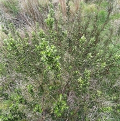 Olearia myrsinoides (Blush Daisy Bush) at Cotter River, ACT - 29 Nov 2024 by nathkay