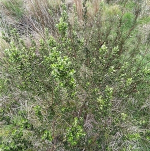 Olearia myrsinoides (Blush Daisy Bush) at Cotter River, ACT by nathkay