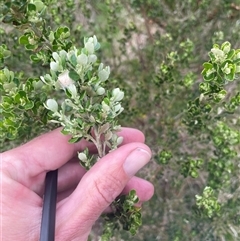 Olearia myrsinoides at Cotter River, ACT - 29 Nov 2024 08:48 AM