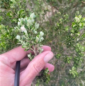 Olearia myrsinoides at Cotter River, ACT - 29 Nov 2024 08:48 AM