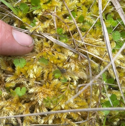 Sphagnum sp. (genus) (Sphagnum moss) at Cotter River, ACT - 28 Nov 2024 by nathkay