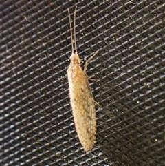 Zachobiella sp. (genus) (A brown lacewing) at Cook, ACT - 29 Nov 2024 by CathB