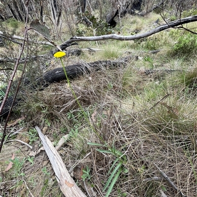 Craspedia aurantia var. jamesii (Large Alpine Buttons) at Cotter River, ACT - 29 Nov 2024 by nathkay