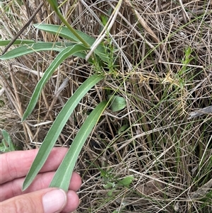 Craspedia aurantia var. jamesii at Cotter River, ACT - 29 Nov 2024