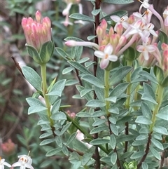 Pimelea glauca at Cotter River, ACT - 28 Nov 2024 by nathkay