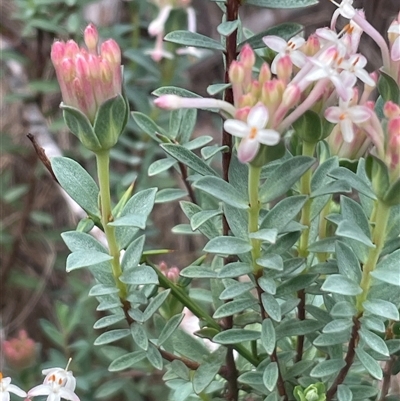 Pimelea glauca at Cotter River, ACT - 29 Nov 2024 by nathkay