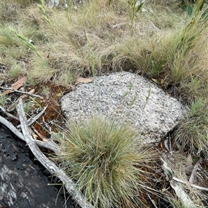 Poa sp. (A Snow Grass) at Cotter River, ACT by nathkay