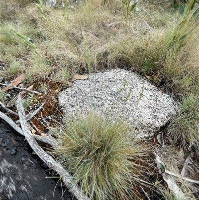 Poa sp. (A Snow Grass) at Cotter River, ACT - 28 Nov 2024 by nathkay