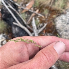 Poa sp. at Cotter River, ACT - 29 Nov 2024 09:48 AM