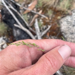 Poa sp. at Cotter River, ACT - 29 Nov 2024 09:48 AM