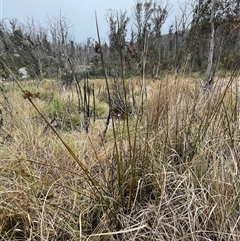 Juncus brevibracteus (Alpine Rush) at Cotter River, ACT - 29 Nov 2024 by nathkay