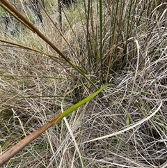 Juncus brevibracteus at Cotter River, ACT - suppressed