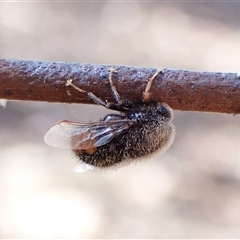 Ogcodes basalis (A hunch-back fly) at Cook, ACT - 9 Nov 2024 by CathB