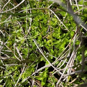 Gratiola nana at Cotter River, ACT - 25 Nov 2024 11:15 AM