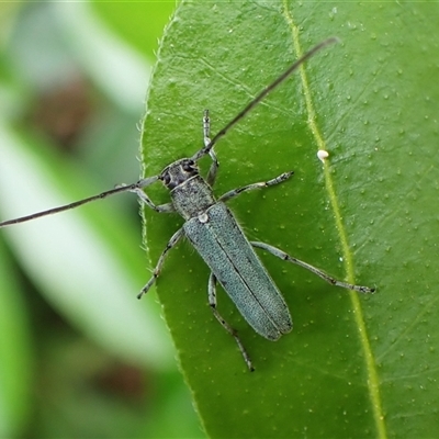 Phytoecia caerulescens (Paterson's curse stem beetle) at Cook, ACT - 12 Nov 2024 by CathB