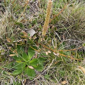 Plantago euryphylla (A Plantain) at Cotter River, ACT by nathkay