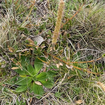 Plantago euryphylla (A Plantain) at Cotter River, ACT - 26 Nov 2024 by nathkay