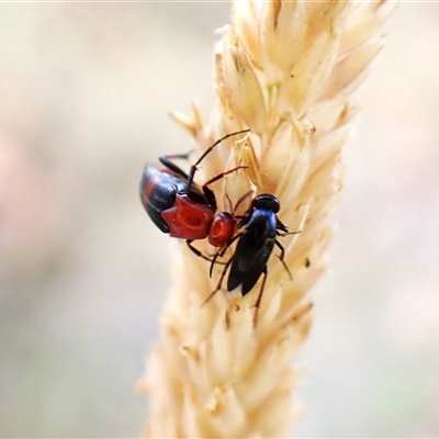 Ripiphoridae (family) (Wedge-shaped beetle) at Cook, ACT - 12 Nov 2024 by CathB