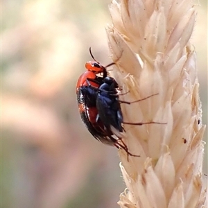 Ripiphoridae (family) at Cook, ACT - 12 Nov 2024 05:41 PM