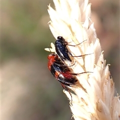 Ripiphoridae (family) at Cook, ACT - 12 Nov 2024