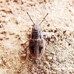 Unidentified Weevil (Curculionoidea) at Cook, ACT by CathB