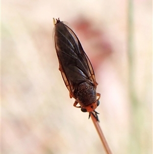 Inopus rubriceps at Cook, ACT - 15 Nov 2024 11:24 AM