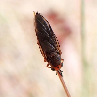 Inopus rubriceps (Sugarcane Soldier Fly) at Cook, ACT - 15 Nov 2024 by CathB