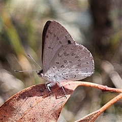 Erina hyacinthina (Varied Dusky-blue) at Acton, ACT - 6 Dec 2024 by MatthewFrawley