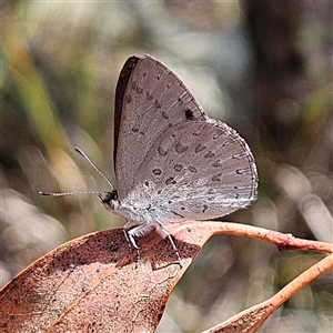 Erina hyacinthina (Varied Dusky-blue) at Acton, ACT by MatthewFrawley